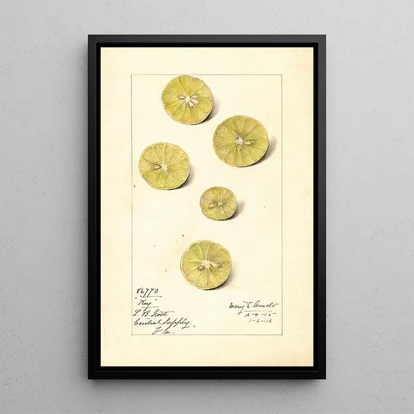 Mary Daisy Arnold - Citrus aurantiifolia Key.webp