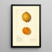 Citrus limon Bizarrie - Mary Daisy Arnold — ingelijst kunstwerk aan de muur