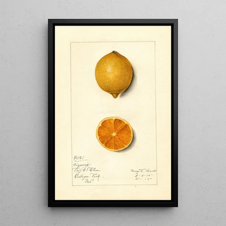 Mary Daisy Arnold - Citrus limon Bizarrie.webp