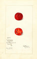 Cudrania tricuspidata - Mary Daisy Arnold — weergave van het kunstwerk