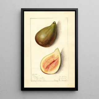 Mary Daisy Arnold - Ficus Silver.webp