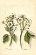 Fragaria - Mary Daisy Arnold — weergave van het kunstwerk