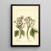 Fragaria - Mary Daisy Arnold — ingelijst kunstwerk aan de muur