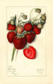 Fragaria Columbia - Mary Daisy Arnold — weergave van het kunstwerk