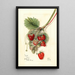 Fragaria Ideal - Mary Daisy Arnold — ingelijst kunstwerk aan de muur