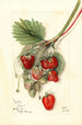 Fragaria Ideal - Mary Daisy Arnold — weergave van het kunstwerk