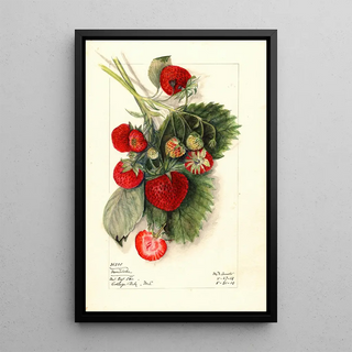 Mary Daisy Arnold - Fragaria Nanticoke.webp