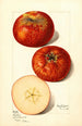 Malus domestica - Mary Daisy Arnold — weergave van het kunstwerk