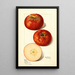 Malus domestica - Mary Daisy Arnold — ingelijst kunstwerk aan de muur