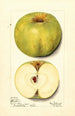 Malus domestica Alfriston - Mary Daisy Arnold — weergave van het kunstwerk