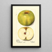Malus domestica Alfriston - Mary Daisy Arnold — ingelijst kunstwerk aan de muur