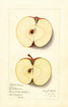 Malus domestica Baldwin - Mary Daisy Arnold — weergave van het kunstwerk