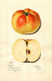 Malus domestica Ewalt - Mary Daisy Arnold — weergave van het kunstwerk