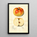 Malus domestica Ewalt - Mary Daisy Arnold — ingelijst kunstwerk aan de muur