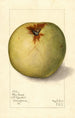 Malus domestica Gloria Mundi - Mary Daisy Arnold — weergave van het kunstwerk