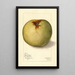 Malus domestica Gloria Mundi - Mary Daisy Arnold — ingelijst kunstwerk aan de muur