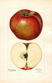 Malus domestica Lord Stradbroke - Mary Daisy Arnold — weergave van het kunstwerk
