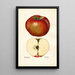 Malus domestica Lord Stradbroke - Mary Daisy Arnold — ingelijst kunstwerk aan de muur