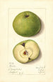 Malus domestica Mann - Mary Daisy Arnold — weergave van het kunstwerk