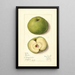 Malus domestica Mann - Mary Daisy Arnold — ingelijst kunstwerk aan de muur