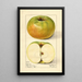 Malus domestica Nixonite - Mary Daisy Arnold — ingelijst kunstwerk aan de muur