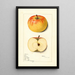 Malus domestica Rome - Mary Daisy Arnold — ingelijst kunstwerk aan de muur