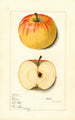 Malus domestica Rome - Mary Daisy Arnold — weergave van het kunstwerk