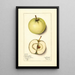 Malus domestica Trenton Early - Mary Daisy Arnold — ingelijst kunstwerk aan de muur