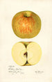 Malus domestica Western Beauty - Mary Daisy Arnold — weergave van het kunstwerk