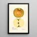 Malus domestica Western Beauty - Mary Daisy Arnold — ingelijst kunstwerk aan de muur