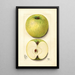 Malus domestica White Pippin - Mary Daisy Arnold — ingelijst kunstwerk aan de muur