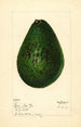 Persea Lyon - Mary Daisy Arnold — weergave van het kunstwerk