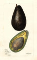 Persea - Mary Daisy Arnold — weergave van het kunstwerk