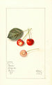 Prunus avium Bender - Mary Daisy Arnold — weergave van het kunstwerk