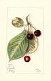 Prunus avium Luelling - Mary Daisy Arnold — weergave van het kunstwerk