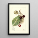 Prunus avium Luelling - Mary Daisy Arnold — ingelijst kunstwerk aan de muur