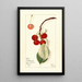 Prunus avium Montmorency - Mary Daisy Arnold — ingelijst kunstwerk aan de muur