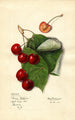 Prunus avium Reine Hortense - Mary Daisy Arnold — weergave van het kunstwerk