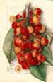 Prunus avium Royal Anne - Mary Daisy Arnold — weergave van het kunstwerk