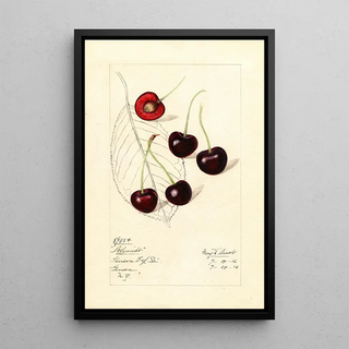 Mary Daisy Arnold - Prunus avium Schmidt.webp