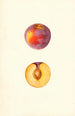 Prunus domestica Farmosa - Mary Daisy Arnold — weergave van het kunstwerk
