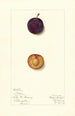Prunus domestica Toka - Mary Daisy Arnold — weergave van het kunstwerk