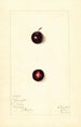 Prunus domestica Wachampa - Mary Daisy Arnold — weergave van het kunstwerk