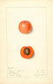 Prunus mume Barry - Mary Daisy Arnold — weergave van het kunstwerk