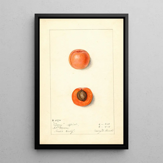 Mary Daisy Arnold - Prunus mume Barry.webp