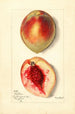 Prunus persica Baston - Mary Daisy Arnold — weergave van het kunstwerk