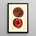 Prunus persica Bloomington - Mary Daisy Arnold — ingelijst kunstwerk aan de muur