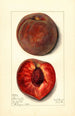 Prunus persica Bloomington - Mary Daisy Arnold — weergave van het kunstwerk