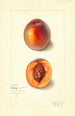 Prunus persica Dewey - Mary Daisy Arnold — weergave van het kunstwerk