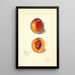Prunus persica Dewey - Mary Daisy Arnold — ingelijst kunstwerk aan de muur